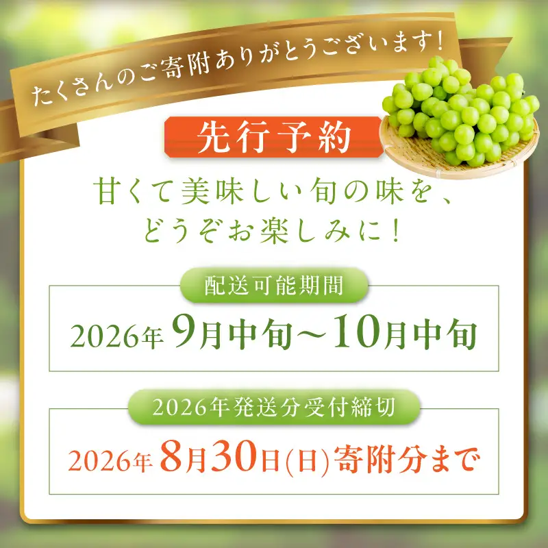 【ふるなびWEEK対象】シャインマスカット 樹上完熟 1.2kg 2～3房