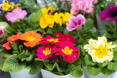 MS-80　季節の花の詰め合わせ【10月以降発送】