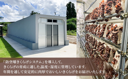 高滝湖どうしたきくらげ 生6パック 防空壕きくらげシステム導入 野菜 きのこ 生キクラゲ 肉厚 食材 料理 調理 炒め物 スープ 国産 国産野菜 国産きくらげ 