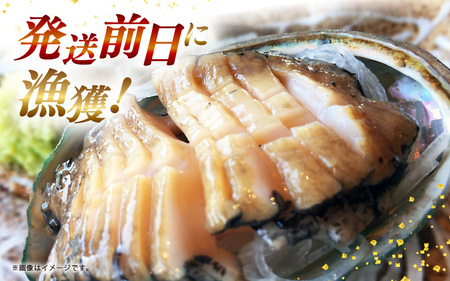 【期間限定】天然！活アワビ 特大 オガイ・メガイ 各2個 計4個 セット鮮度抜群 刺身 お造り バター焼き あわび 鮑 [m21-o002]