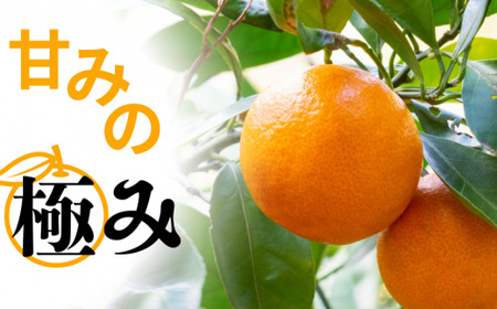 【先行予約】秀品 「紅娘」 温州 みかん 山下紅早生 3kg 【S~2Lサイズおまかせ】【2026年11月下旬～2026年12月中旬までに順次発送】＜味好農園＞ /温州みかん みかん 蜜柑 柑橘 山下早生 早生 秀品 紅早生 フルーツ 果物 くだもの 希少【agy004-beni-3】