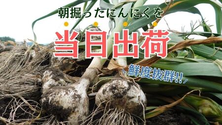 令和8年産朝採り直送！田子（たっこ）生にんにく約2kg（青森県田子町産にんにくM～Lサイズ混合）