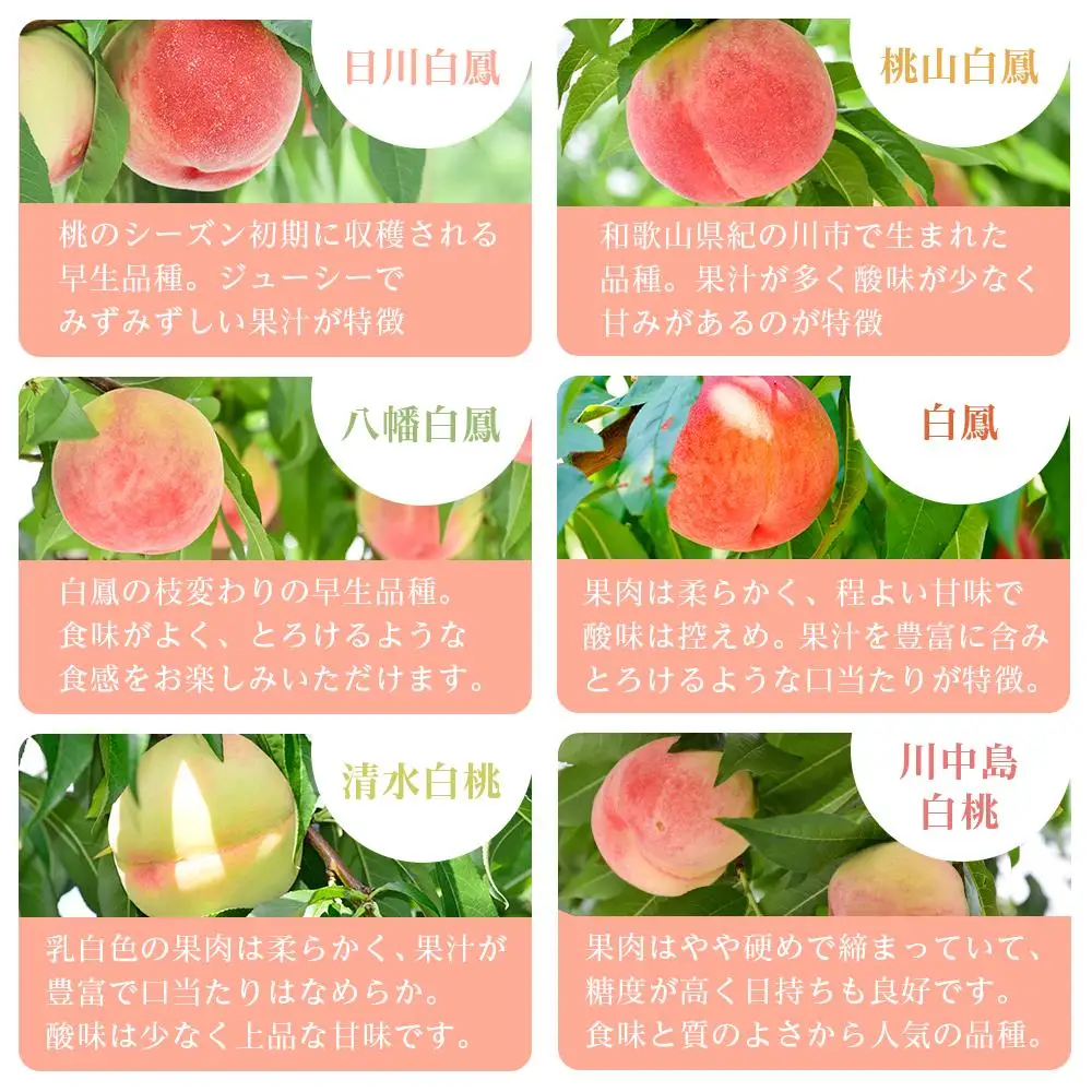 和歌山県産 旬 の 桃 5～6玉入り 秀品【2026年6月下旬より順次発送】［MG33］