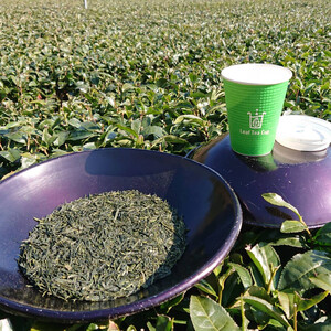 【2026年7月発送】 お茶 煎茶 リーフティーカップ 25個入り