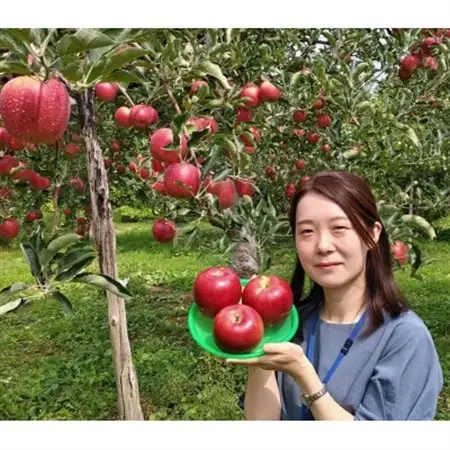 シャキシャキ生りんご_惣菜・加工品   _【配送不可地域：離島・沖縄県】【1487822】