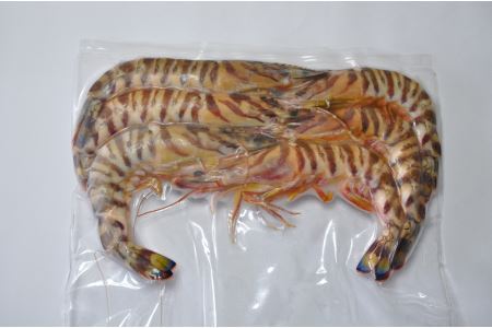 【訳あり】伊万里産　冷凍車海老1.25kg(加熱用、250gx5pc) くるまえび クルマエビ えび エビ　010-C197