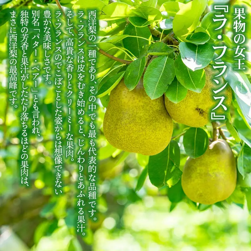 【令和8年産先行予約】家庭用　ラ・フランス 約2kg 箱入　M～Lサイズ（10～12玉入り）　伊藤農園