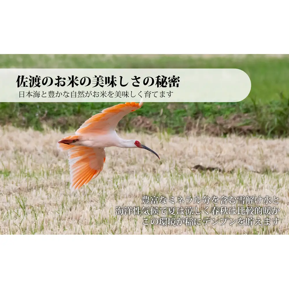 佐渡産コシヒカリ 10kg (5kg x 2) 令和7年産