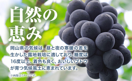  ニューピオーネ 2房【配送不可地域あり】
