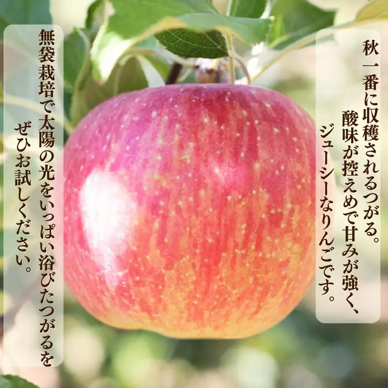 MS05 りんご つがる（長野県産秀品） 約5kg / 2026年9月上旬～9月下旬頃 配送予定 // 南信州産 長野県 早生りんご りんご リンゴ 林檎 つがる 贈答 果物 フルーツ
