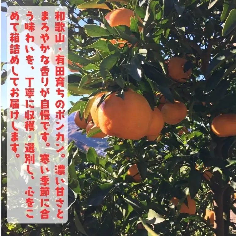 【ふるさと納税】【先行予約】極甘 柑橘 有田育ちの 濃厚 ポンカン（訳あり 家庭用）3kg+200g(傷み補償分) / みかん 柑橘 果物 フルーツ 甘い 和歌山 晩柑 有田 ※2027年1月上旬～2月下旬に順次発送 ※北海道・沖縄・その他離島地域は発送不可 【ard008-c-3A】