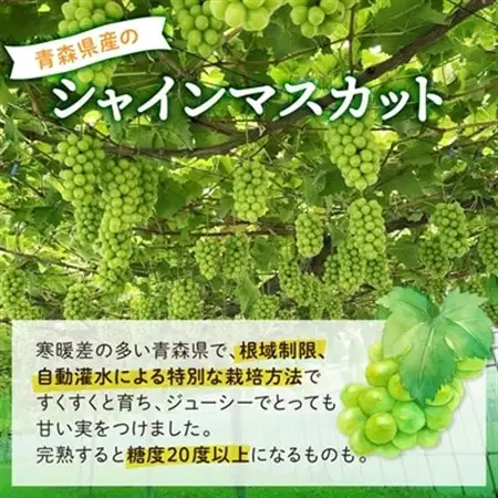 2026年発送【訳あり】青森市産シャインマスカット 2房(1kg以上)_果物・フルーツ ぶどう・マスカット  ブドウ 葡萄 _【配送不可地域：離島・沖縄県】【1492539】