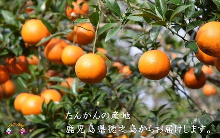 【2026年収穫！】完熟の幸せな甘み！徳之島たんかんジュース（2本）( フルーツ ジュース 果汁 果物 柑橘 徳之島 鹿児島 濃厚 贅沢 太陽 恵み 健康 美味しい 直島果樹園 )