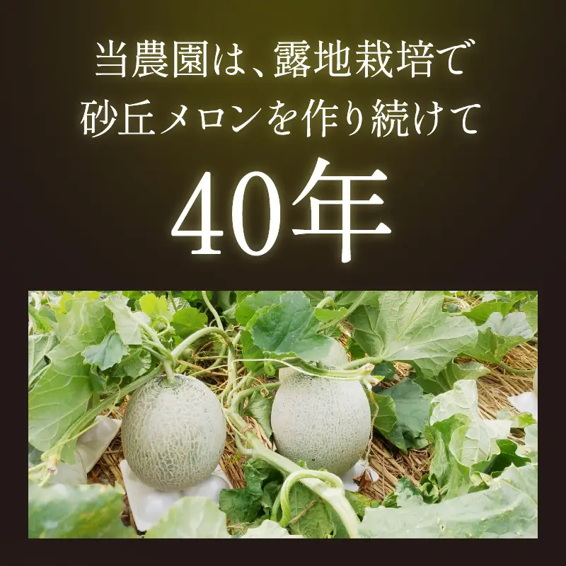 【メロン】 砂丘メロン 2L以上 2玉 【大玉】