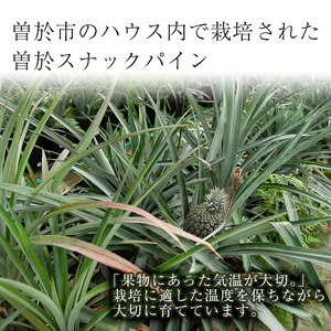 【数量限定】完熟パイナップル 曽於スナックパイン 計2個(1個・約800g～1.2kg) 鹿児島県産 果物 フルーツ【大徳産業】A107-v01