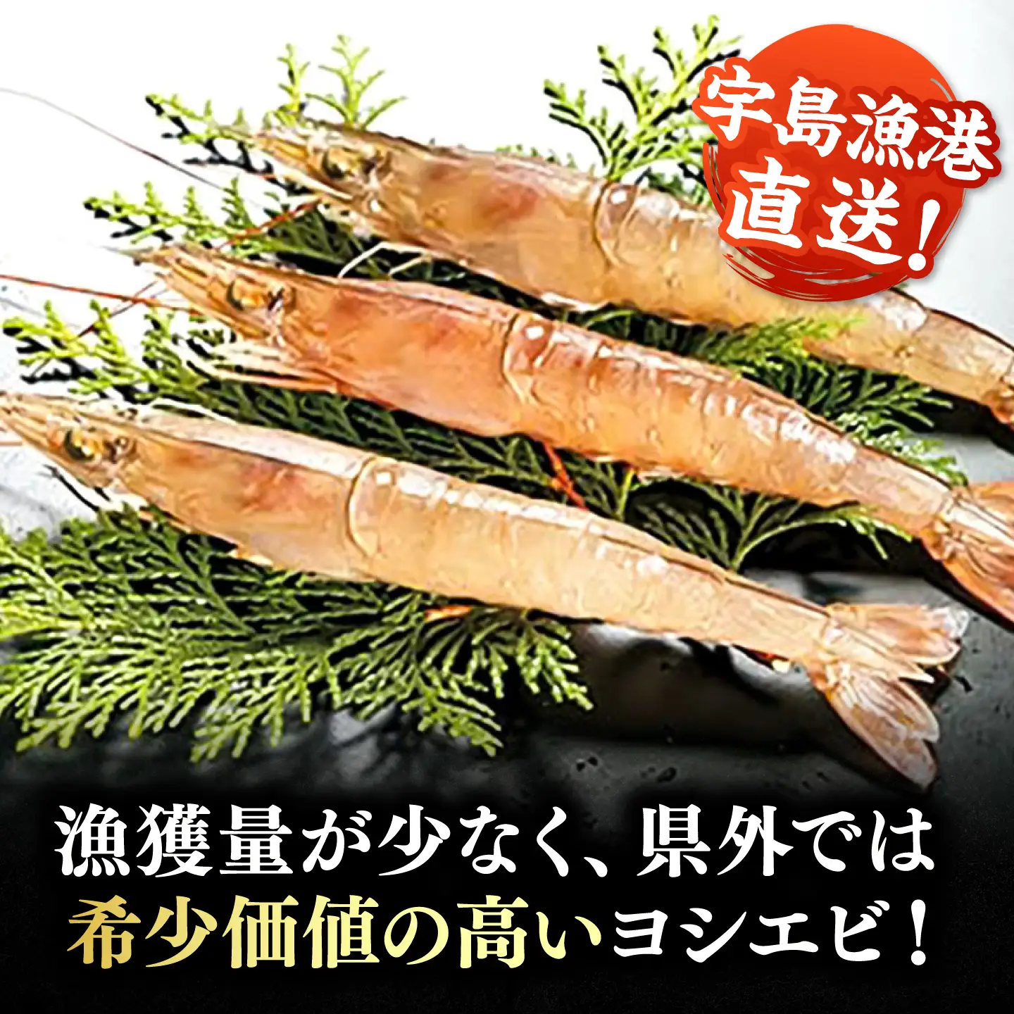 【先行予約】幻のヨシエビ 計800g [VAG012] 海老エビ