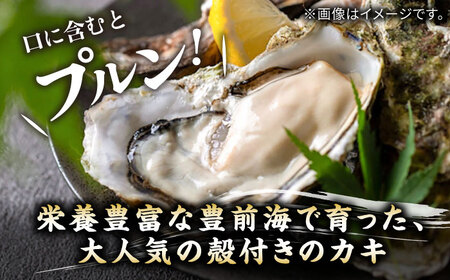 【先行予約】豊前海一粒かき 2kg+かきナイフ付き[VAG013] 牡蠣