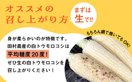 【先行予約】白 とうもろこし 10-12本入 田村農産[VBE001] トウモロコシ