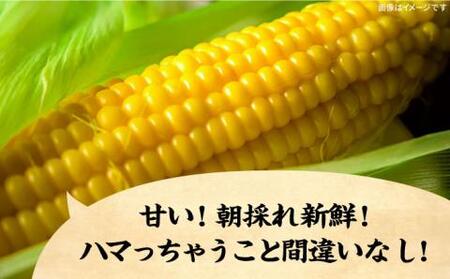 【先行予約】としちゃんのスイートコーン 約4kg 11-13本 [VBH001] スイートコーン