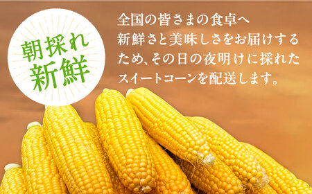 【先行予約】夜明けのスイートコーン 4kg×1箱 7-10本 [VCO001] コーン とうもろこし