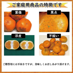 【順次発送中】 訳あり 河内晩柑 サイズ不揃い 約4kg 【VEG0291】