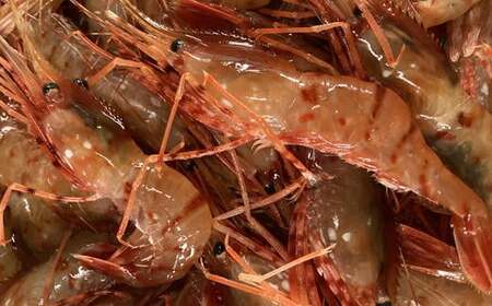 8-015-003　冷凍ボタンエビ 500g（約20尾）