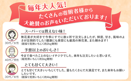ご家庭用朝採り完熟いちじく 約2kg 
