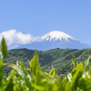 【神奈川の水源の森が育てた浅蒸し緑茶】龍集茶80g 3P【 茶 お茶 茶葉 美味しい神奈川県 山北町 】