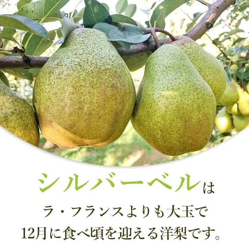 【令和8年産先行予約】シルバーベル（洋梨）約3kg（5～12玉入）　山形県鶴岡市　庄内産直センター　| 洋なし 洋ナシ 果物 くだもの フルーツ 旬 産地直送 期間限定 人気 美味しい お取り寄せ 庄内 東北 返礼品