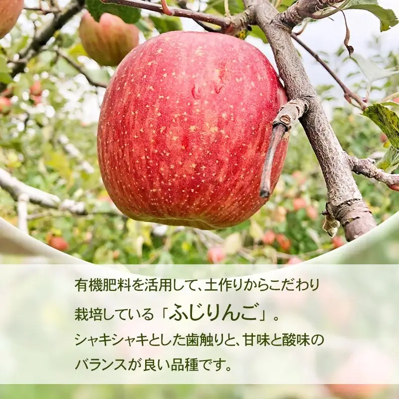 【令和8年産先行予約】家庭用ふじりんご　約5kg(12～20玉)入箱　山形県鶴岡市産　庄内産直センター　| リンゴ りんご 林檎 フルーツ 果物 くだもの 旬 産地直送 期間限定 人気 美味しい お取り寄せ 庄内 東北 返礼品
