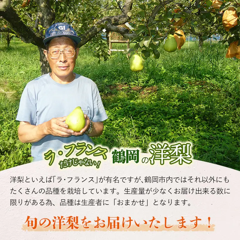 【令和8年産先行予約】 洋梨定期便　3種類の洋梨をお届け（品種おまかせ）　約3kg×3回　山形県鶴岡市産　庄内産直センター　| 洋なし 洋ナシ 果物 定期便 旬 期間限定 食べ比べ 人気 美味しい お取り寄せ 庄内 東北 返礼品