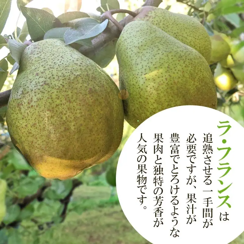 【令和8年産先行予約】ラ・フランス　約3kg 2L以上（秀品）　山形県鶴岡市　庄内産直センター　| ラフランス 洋梨 洋なし 果物 くだもの フルーツ 旬 産地直送 期間限定 人気 美味しい お取り寄せ 庄内 東北 返礼品