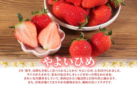 先行予約 いちご やよいひめ 250g×4パック 計1kg いちご