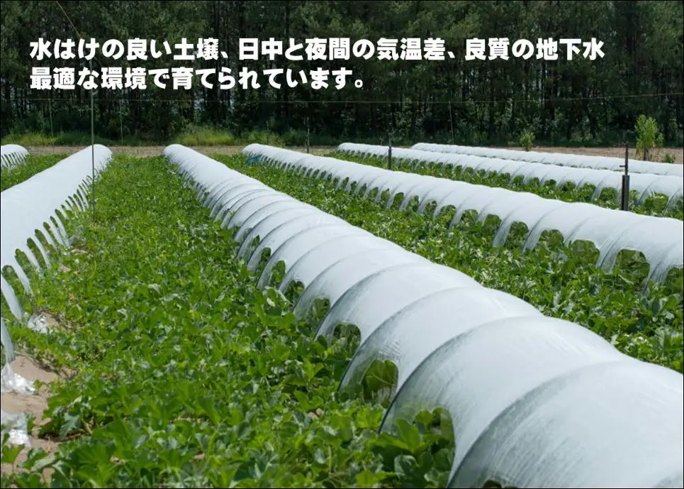 【令和8年産先行予約】菅原農園の庄内砂丘メロン 約5kg （3玉～5玉） アンデス メロン 【7月下旬～8月上旬】　K-835　菅原農園　鶴岡地区物産協同組合 | 庄内 砂丘 メロン アンデスメロン ギフト 夏 旬 フルーツ 夏ギフト お中元 砂丘育ち 甘い 糖度が高い 果物 青肉 特産品 名産品 贈答 新鮮 産地直送 農園直送 送料無料