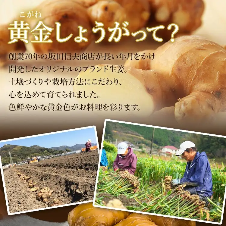 【生姜一筋70年】生姜老舗問屋 黄金しょうが2kg 高知県 香南市 坂田信夫商店 Xnb-0007