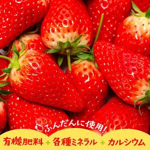 章姫（あきひめ）いちご 4P（250g×4）「末利華（まつりか）」|いちご