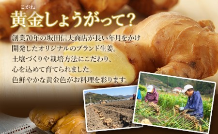 【生姜一筋70年】生姜老舗問屋 黄金しょうが4kg 高知県 香南市 坂田信夫商店 Xnb-0008