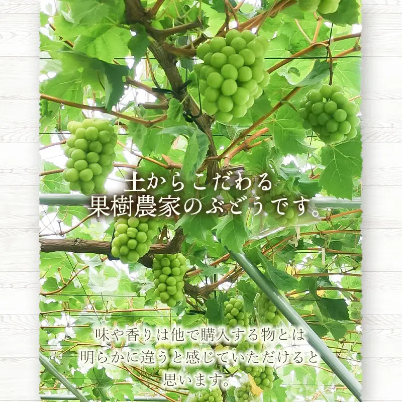 【令和8年産 先行予約】シャインマスカット 1.4kg以上(2房)　山形県鶴岡市産　マルタ農園