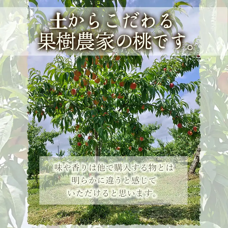 【令和8年産 先行予約】川中島白桃 　2.5kg(6～10玉)　マルタ農園