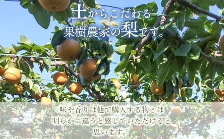 【令和8年産 先行予約】家庭用　幸水梨 3kg　(6～10玉)　マルタ農園