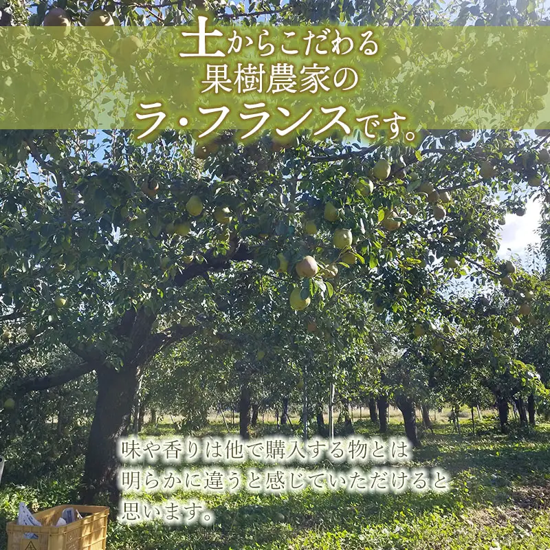 【令和8年産先行予約】ラ・フランス 3kg (9～12玉)　山形県鶴岡市産　マルタ農園