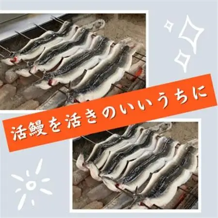 【2尾】活鰻　おいしいうな丼が作れる国産うなぎ蒲焼2本(タレ2ヶ入)_魚介・海産物 うなぎ  ウナギ 鰻_【配送不可地域：離島】【1376345】