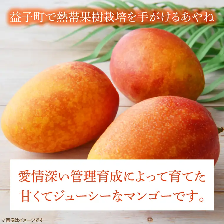 【先行予約】マンゴー 約1kg 2～3玉 益子町産 CA005