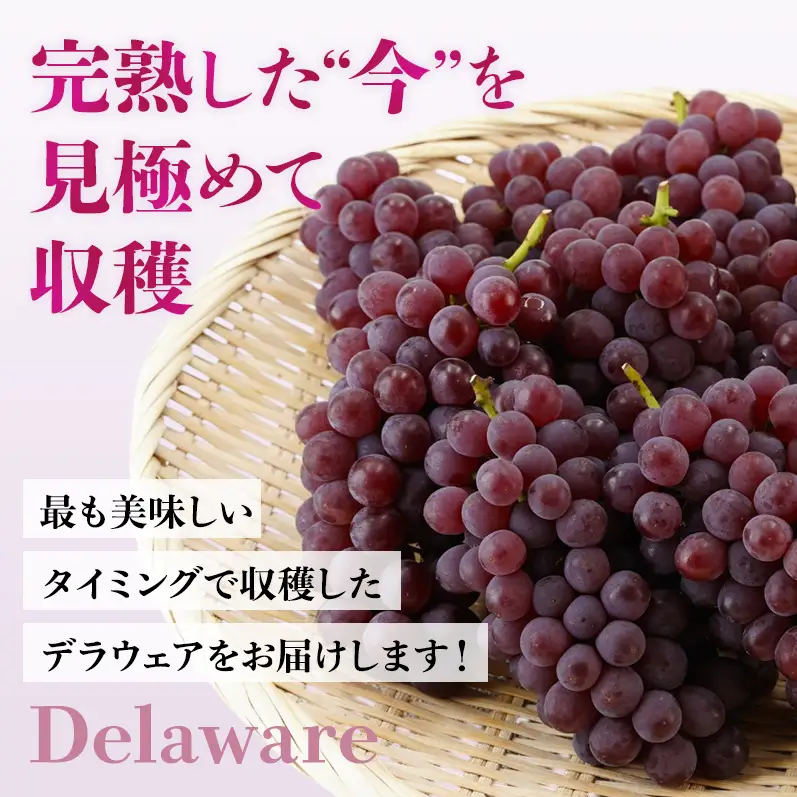 【2026年先行予約】数量限定 デラウェア1kg（5房前後）6月下旬～7月下旬発送｜特選 期間限定 ぶどう 葡萄 フルーツ 果物 くだもの 人気  贈答用 ギフト 先行予約 種なし 旬 新鮮 家庭用 プレゼント 送料無料  贅沢 甘い