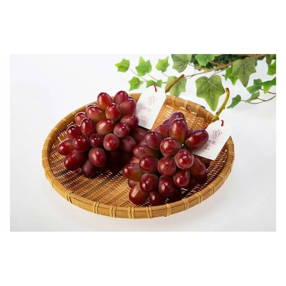 島根県オリジナル品種　神紅1房（500ｇ見当） 甘い 美味しい 新鮮  ぶどう フルーツ 果物 出雲市産