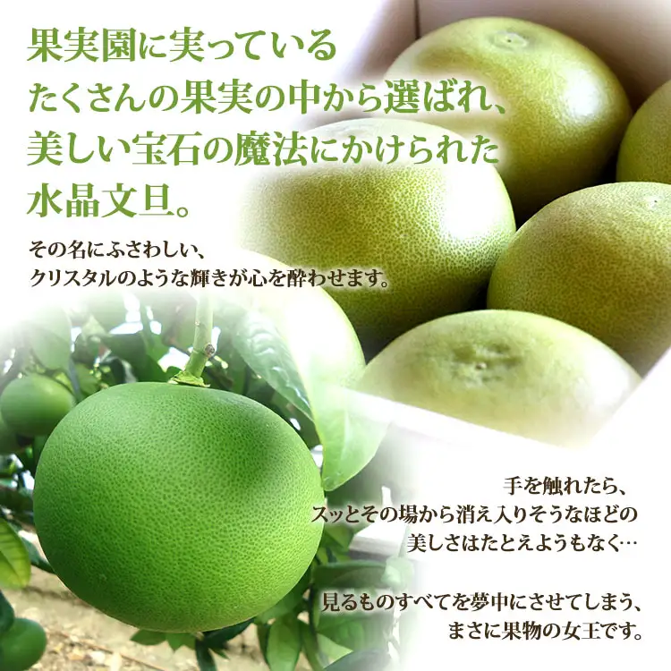 【令和8年9月中旬発送開始】水晶文旦 3kg 文旦 先行受付 ku-0055