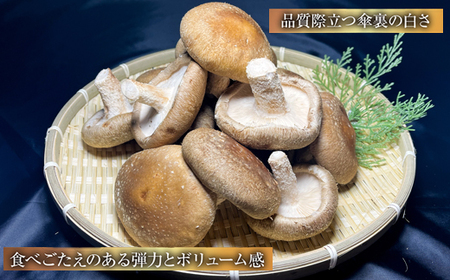 じょうとうじい茸2袋セット【しいたけ 椎茸 城東化成 乾燥しいたけ 干ししいたけ スライス きのこ キノコ セット 安全 おいしい 国産 島根県 安来市】