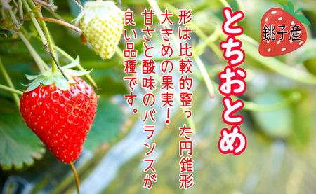いちご とちおとめ 約1kg×8パック 計8kg いちご レシピ付 冷凍
