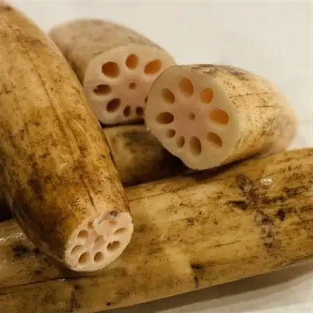【羽島市特産】羽島れんこん餃子(10個入)×5袋(合計50個)_惣菜・加工品 餃子  ぎょうざ ギョウザ_【配送不可地域：離島】【1490475】