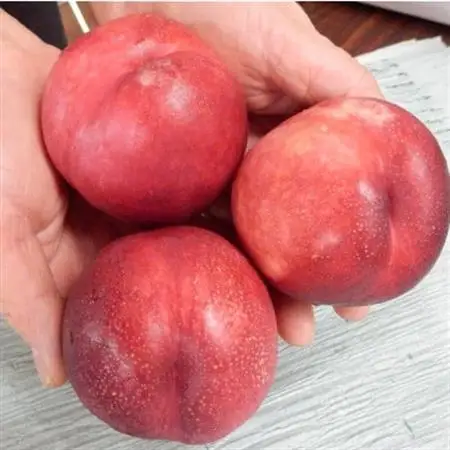 長野県中野市産スイートネクタリン　2kg(8～14玉)【配送不可地域：離島】【1295094】